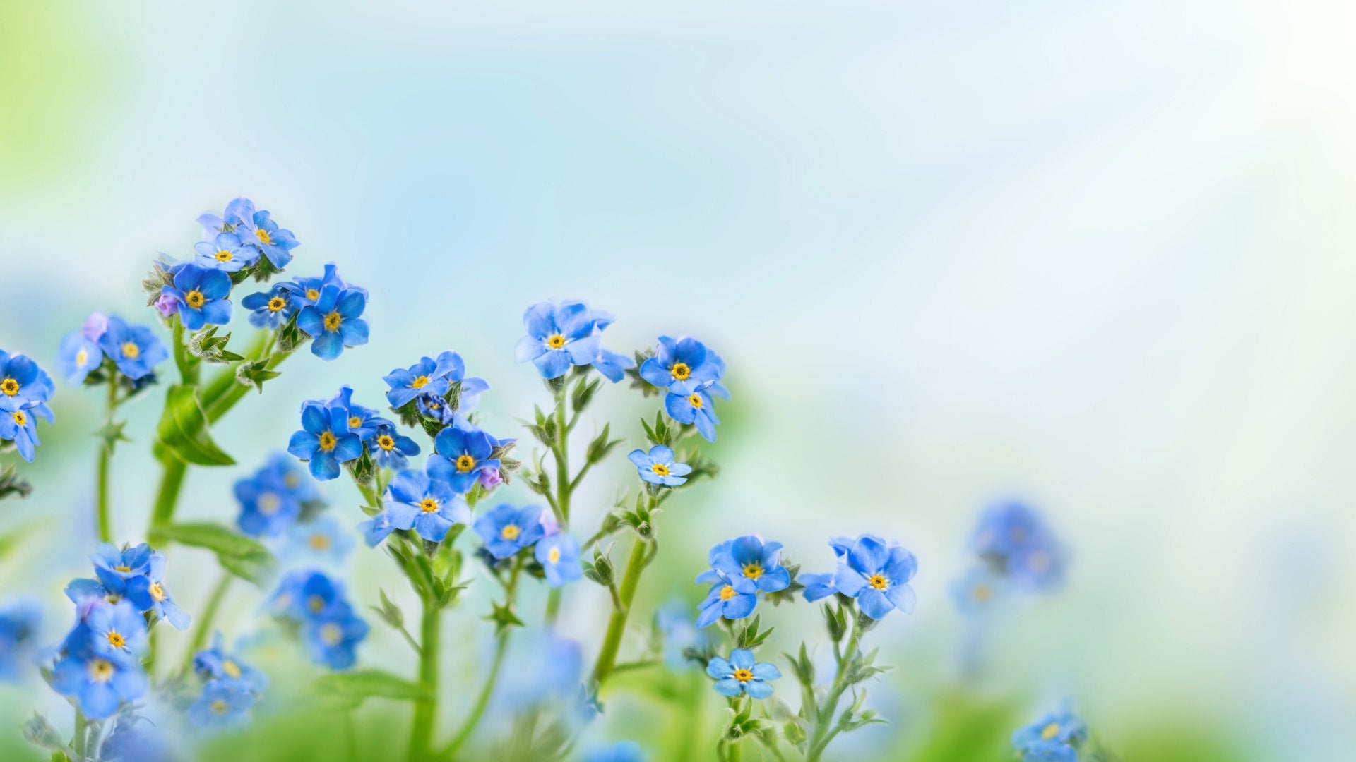 Seeds and Seeded Products