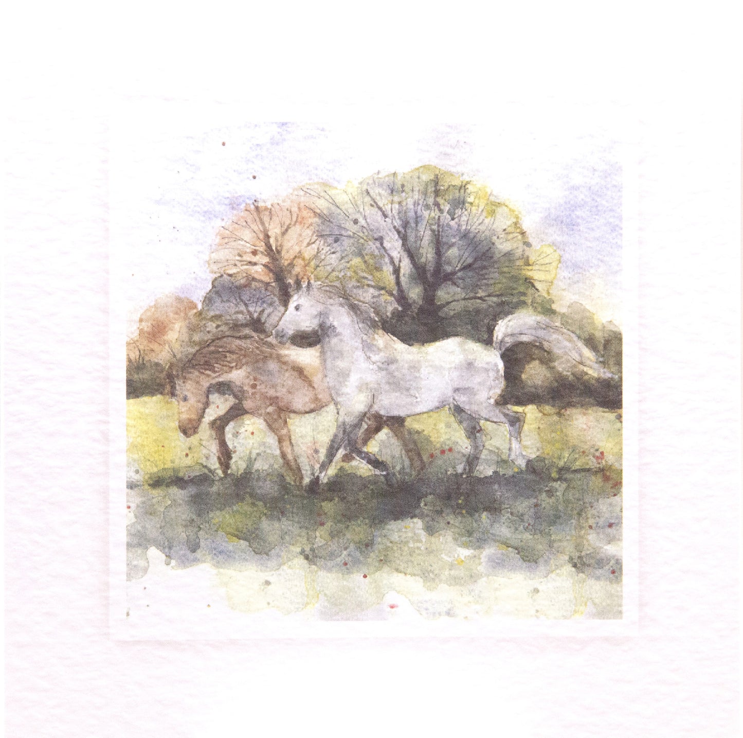 SCAR01 Equine Seeded Cards