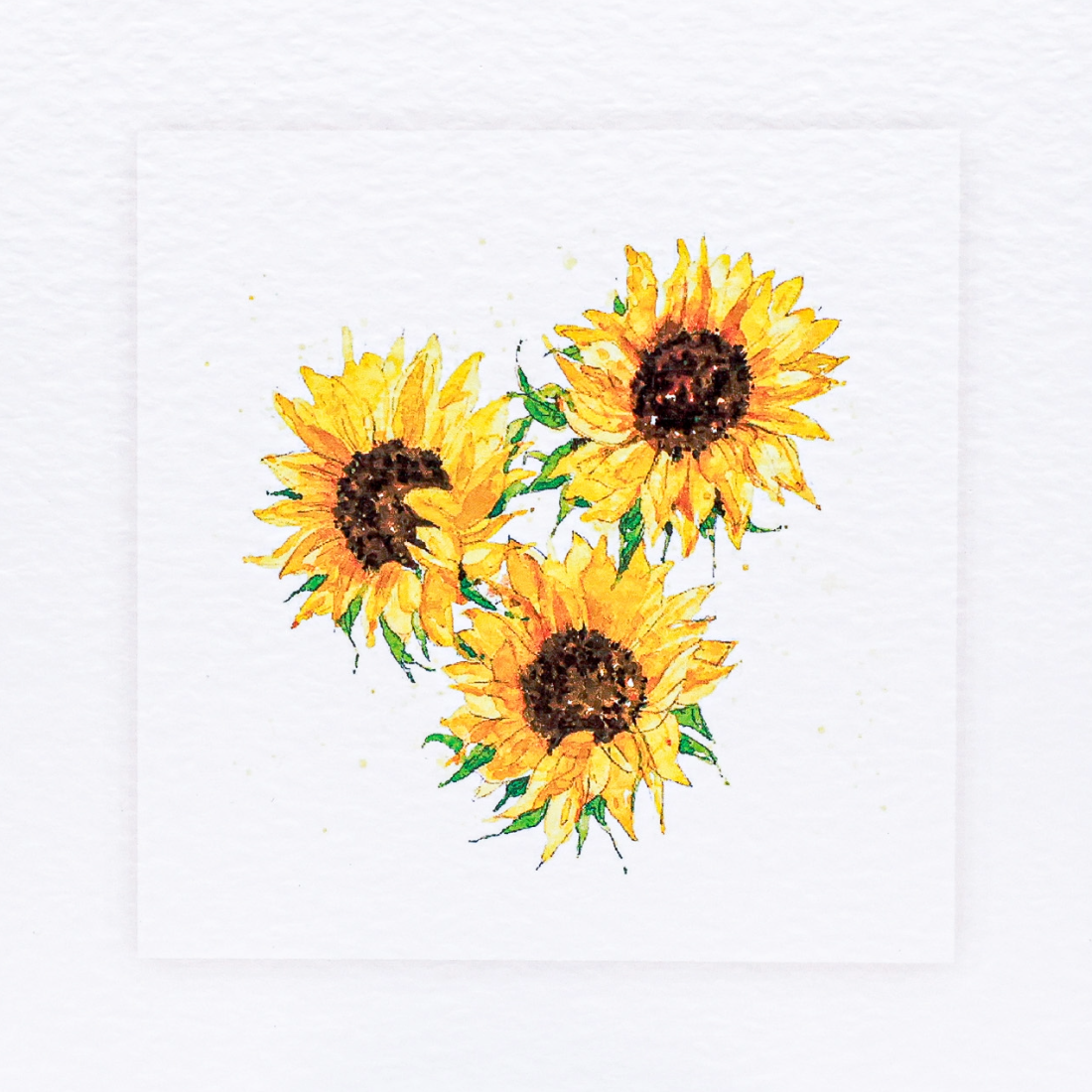 watercolour painting of three sunflowers by Sarah Brown Cards