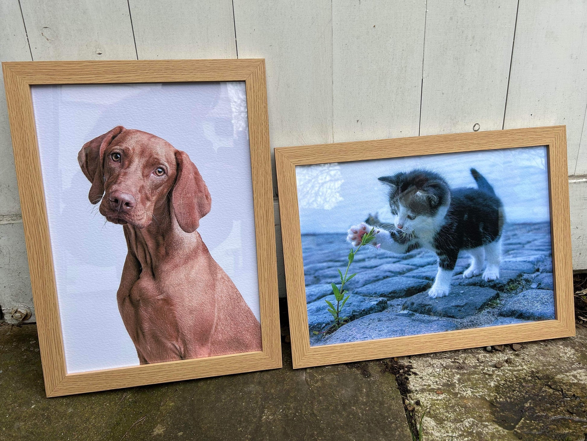 Photographic Pet Portrait by Sarah Brown Cards