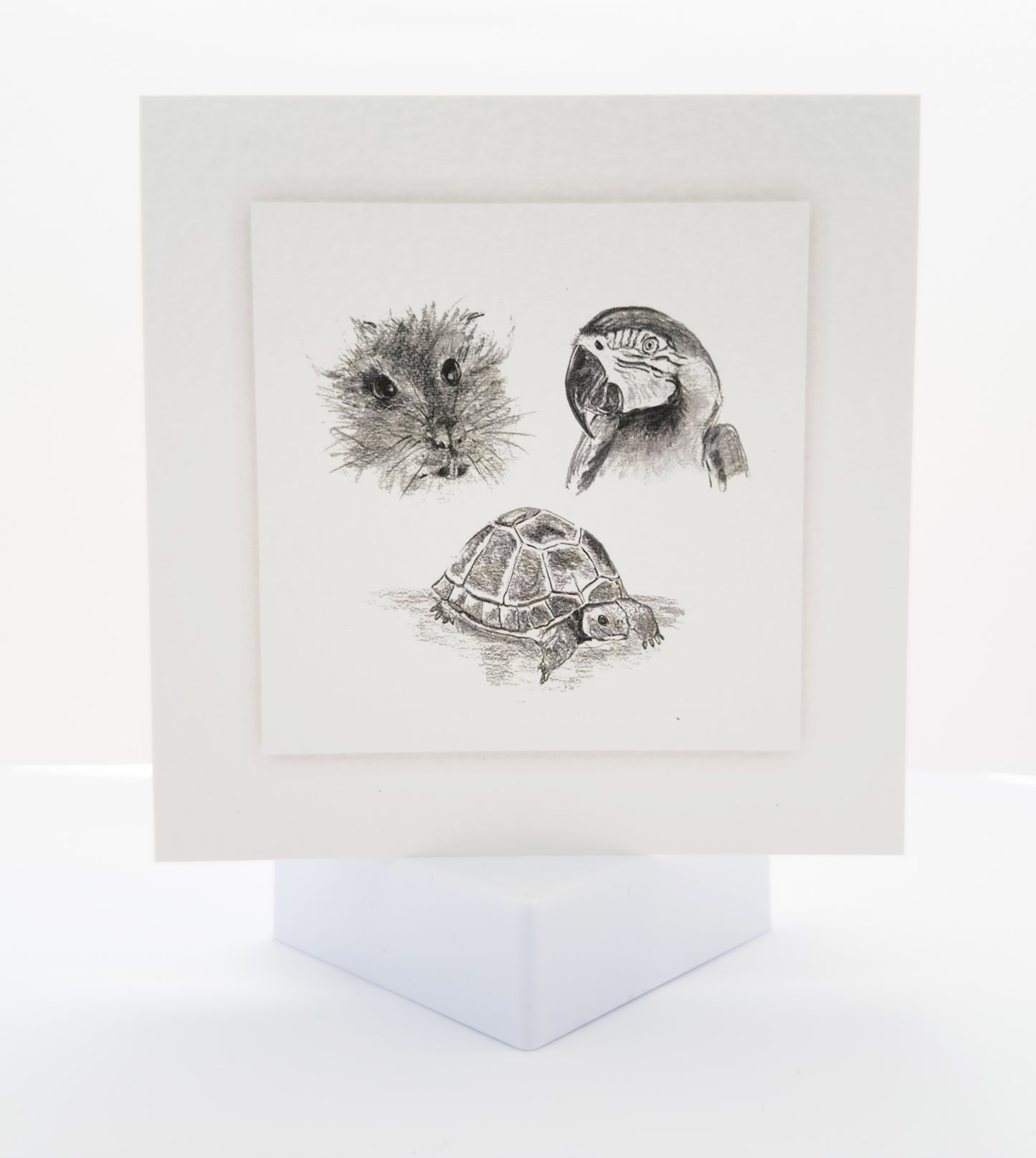 Pencil drawing of guinea pig, parrot and turtle