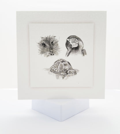 Pencil drawing of guinea pig, parrot and turtle